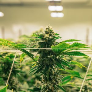 Cultivo Profesional de Cannabis: Del Esqueje a la Cosecha